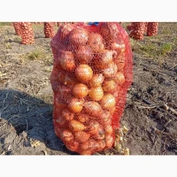 Продам цибулю