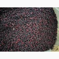 Продам Ожину дикорослу