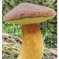 Продам польський гриб