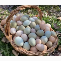 Продаю яєчних курчат Амазон
