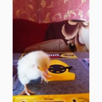 Продаю яєчних курчат Амазон