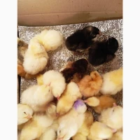 Продаю яєчних курчат Амазон