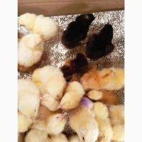 Продаю яєчних курчат Амазон