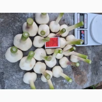 Продам часник