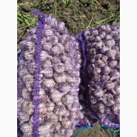 Продам часник