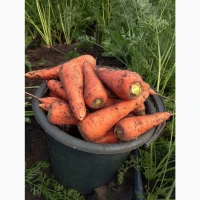 Продам товарну моркву Абразо