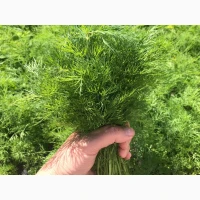 Куплю кріп Парасолька куплю