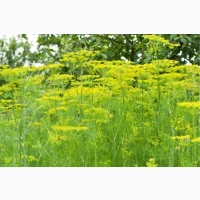 Куплю кріп Парасолька куплю
