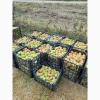 Продам грушу Талгарська красуня 