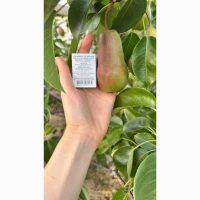 Продам грушу Талгарська красуня 