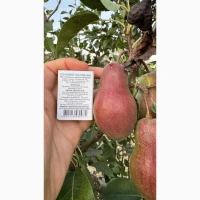 Продам грушу Талгарська красуня 