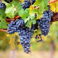 Продам виноград сорту МЕРЛО