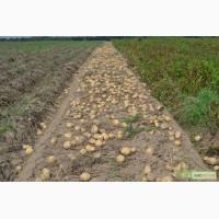 Продам семенную картошку,сорт Ривьера и крым-роза