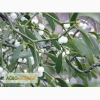 Омела белая, трава