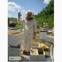 Продам пчелосемьи на 145