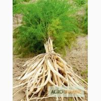 Семена Шатавари