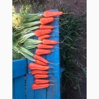 Продам морковь Абако