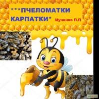 Продам ПЧЕЛОМАТКИ КАРПАТКИ 2017, вучкові