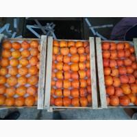 Продам Азербайджанскую хурму Каролек