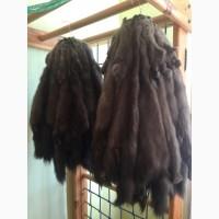 Шкурки соболя
