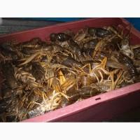 Продам раки речные крупных опт