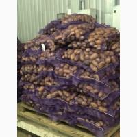 Продам картофель