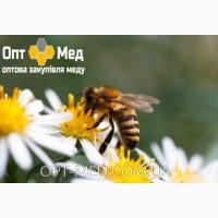 Закупівля якісного меду від 300 кг ОПТ-МЕД