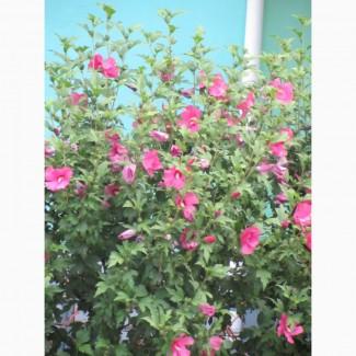 Гибискусы, саженцы 50см-180см