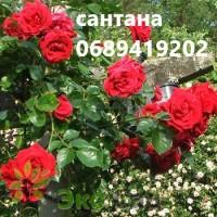 Продам троянди/рози