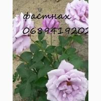 Продам троянди/рози