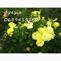 Продам троянди/рози