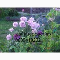Продам троянди/рози