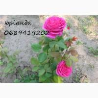 Продам троянди/рози