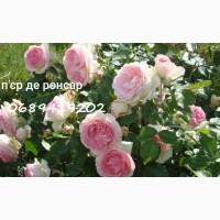 Продам троянди/рози