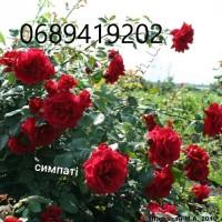 Продам троянди/рози