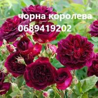 Продам троянди/рози