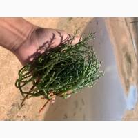 Свежий или высушенный Salicornia/солерос/солонец от производителя