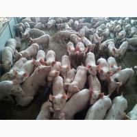 Продам Поросят. Купити поросят оптом