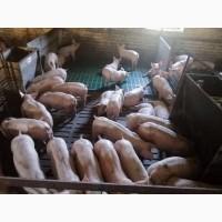 Продам Поросят. Купити поросят оптом