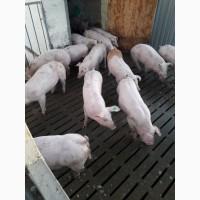 Продам Поросят. Купити поросят оптом