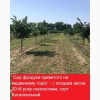 Реалізуємо саджанці фундука привиті на медвежому горісі різних сортів