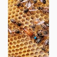 Матки продам