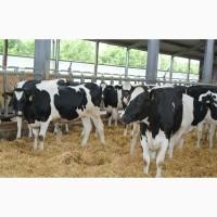 Продажа племенных коров нетель