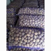 Продам семенной картофель