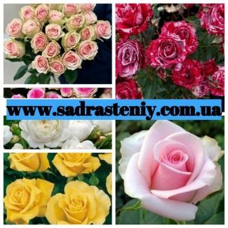 Ремонтантные сорта роз в питомнике Сад Растений