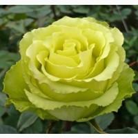 Ремонтантные сорта роз в питомнике Сад Растений