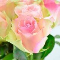 Ремонтантные сорта роз в питомнике Сад Растений