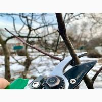 Обрізка плодових дерев та кущів у Полтаві та області