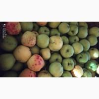 Продам яблуко на переробку
