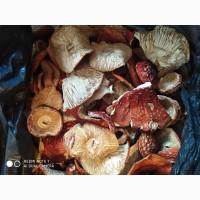 Мухомор червоний (Amanita muscaria) відмінна якість